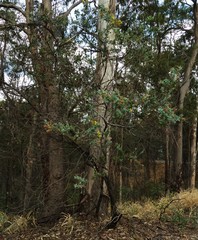 Acacia podalyriifolia