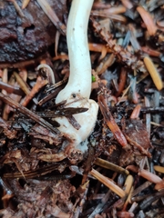 Trichoderma leucopus