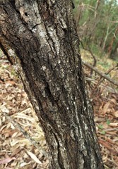 Acacia podalyriifolia