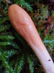 Trichoderma leucopus