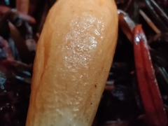 Trichoderma leucopus