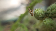 Urophora