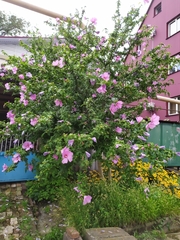 Hibiscus syriacus
