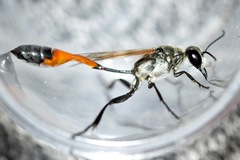 Ammophila harti