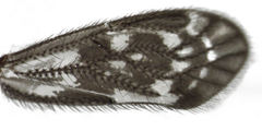 Pseudocaeciliidae