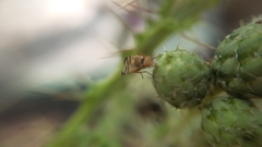 Urophora