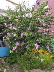 Hibiscus syriacus