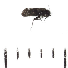 Pseudocaeciliidae