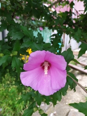 Hibiscus syriacus