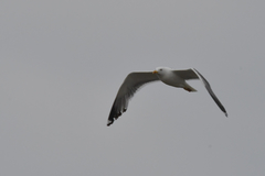 Larus fuscus barabensis