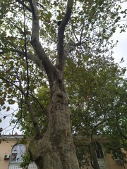 Platanus orientalis