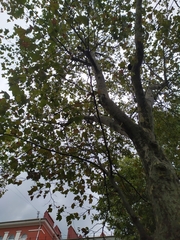 Platanus orientalis