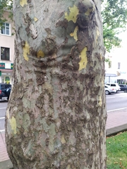 Platanus orientalis