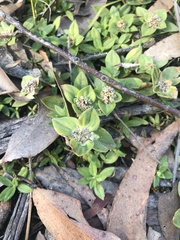 Richardia humistrata