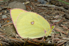 Colias gigantea