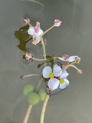 Sagittaria natans