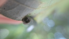 Arthropoda