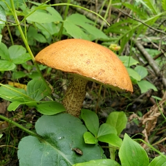 Leccinum boreale