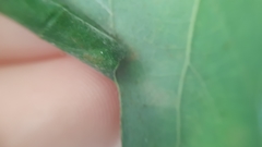 Arthropoda