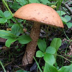 Leccinum boreale