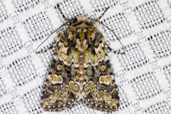 Lacinipolia strigicollis