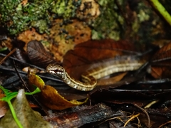 Mastigodryas alternatus