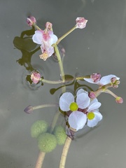 Sagittaria natans
