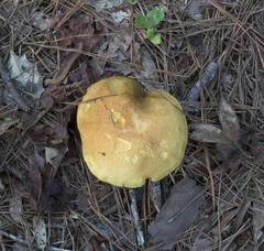 Pulveroboletus