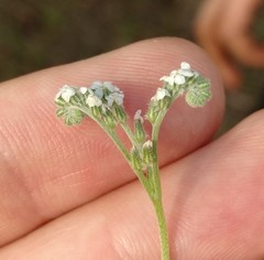 Cryptantha flaccida
