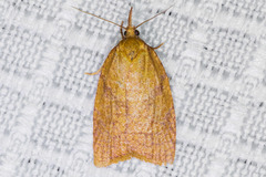 Sparganothis senecionana