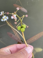 Sagittaria natans