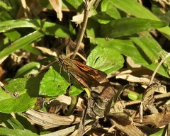 Telicota augias