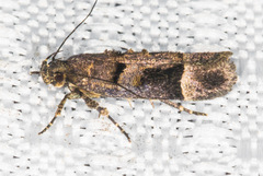 Pseudochelaria manzanitae
