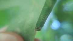 Arthropoda