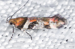 Aristotelia devexella