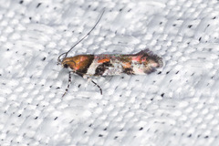 Aristotelia devexella