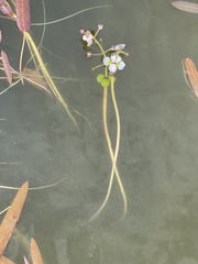 Sagittaria natans
