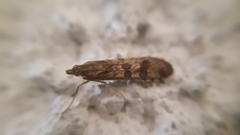 Nomophila noctuella