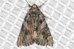 Catocala verrilliana