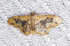 Idaea occidentaria