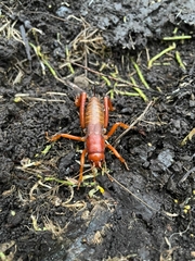 Cratomelus
