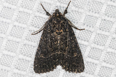 Aseptis fumosa