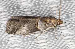 Acrobasis caliginella