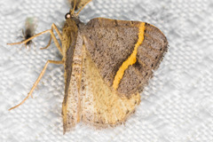 Macaria austrinata
