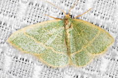 Chlorochlamys appellaria