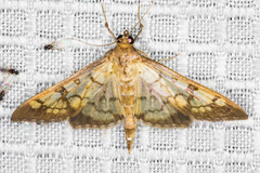 Mimorista subcostalis