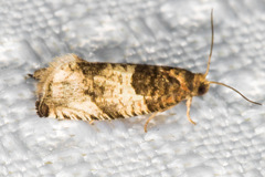 Cydia membrosa