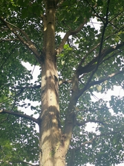 Pseudobombax septenatum