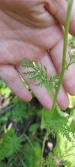 Artemisia tanacetifolia