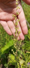 Artemisia tanacetifolia
